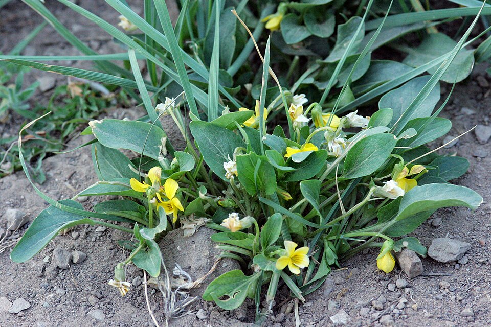 Viola praemorsa (Prairie Violet) (alternate view 9)