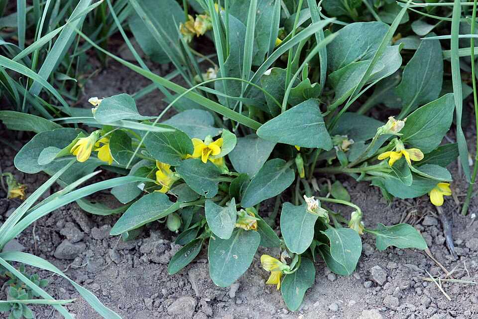 Viola praemorsa (Prairie Violet) (alternate view 10)