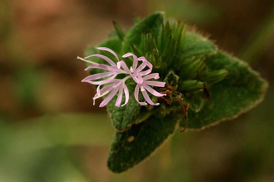 Elephantopus tomentosus (common elephant's-foot) (alternate view 8)