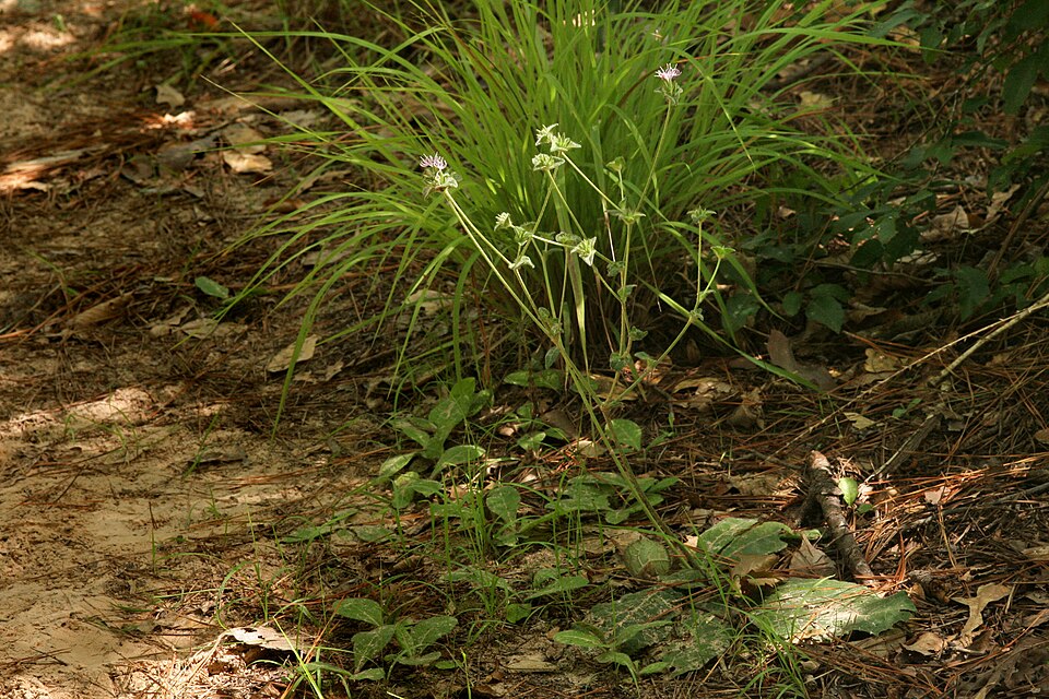 Elephantopus tomentosus (common elephant's-foot) (alternate view 9)