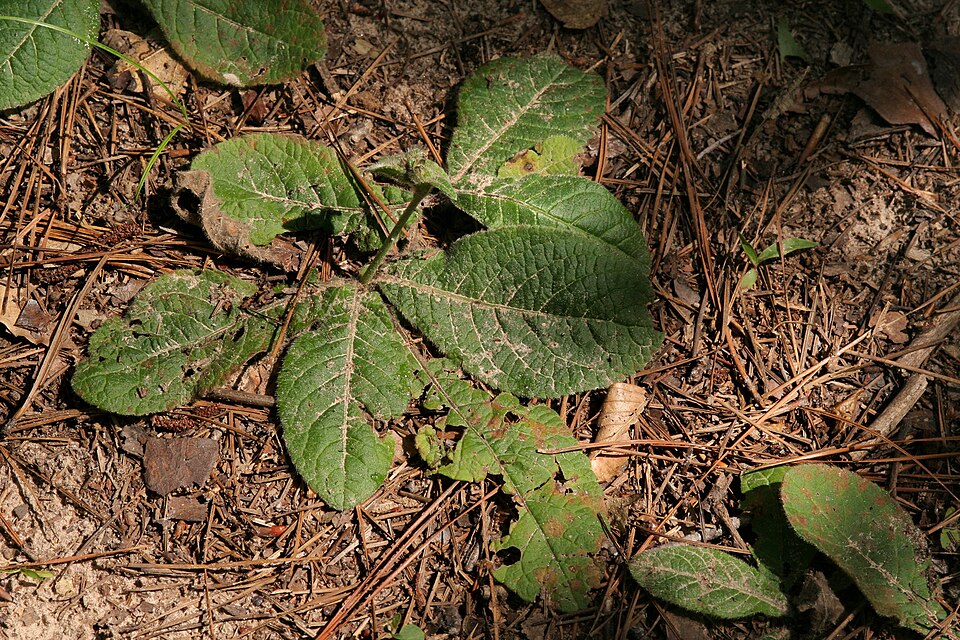 Elephantopus tomentosus (common elephant's-foot) (alternate view 10)