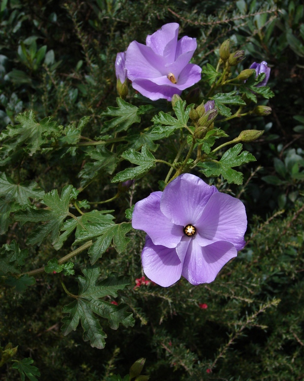 Alyogyne huegelii, Native hibiscus — upright evergreen (Malvaceae) (image 2 of 9)