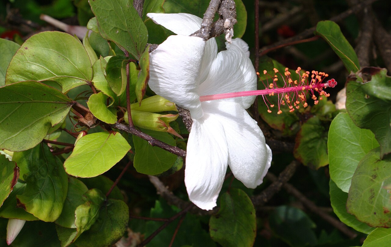 Hibiscus arnottianus, Hawaiian white hibiscus — upright evergreen (Malvaceae) (image 8 of 10)