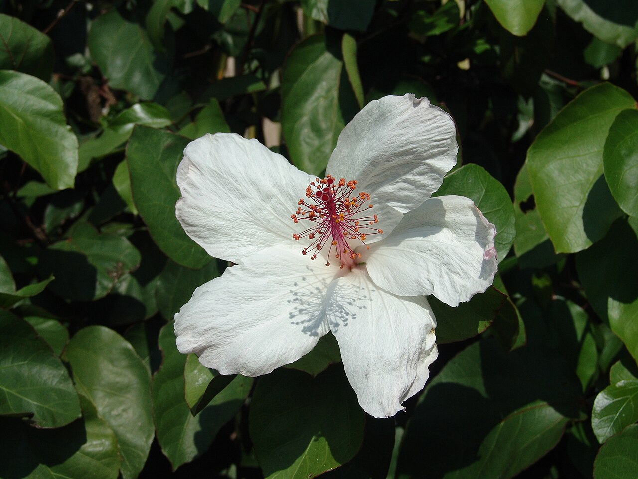 Hibiscus arnottianus, Hawaiian white hibiscus — upright evergreen (Malvaceae) (image 9 of 10)