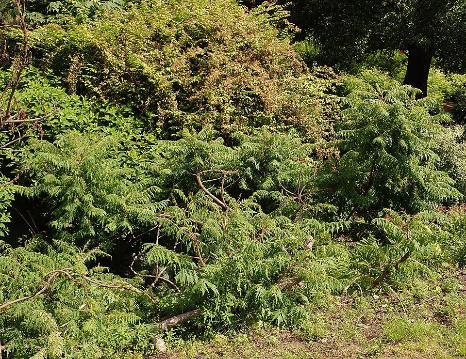 Rhus typhina 'Dissecta' (cutleaf staghorn sumac) (alternate view 5)