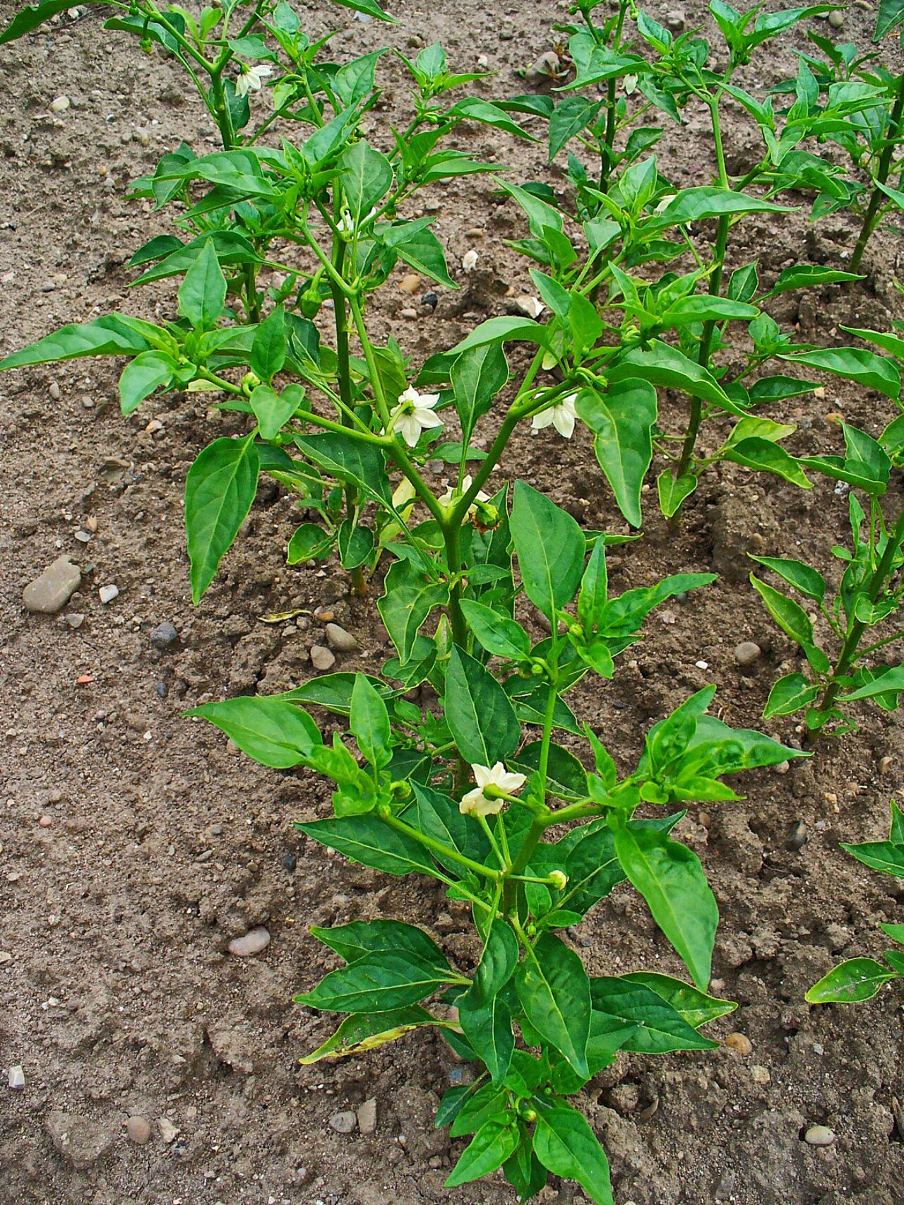 Capsicum annuum, Pepper — upright deciduous (Solanaceae) (image 2 of 10)