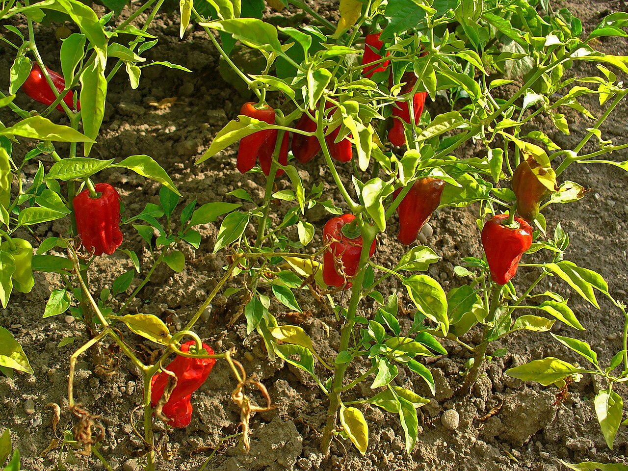 Capsicum annuum, Pepper — upright deciduous (Solanaceae) (image 3 of 10)