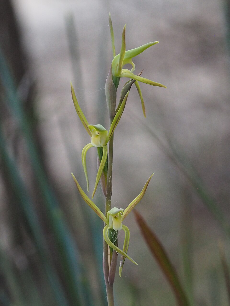 Lyperanthus suaveolens (brown beaks) (alternate view 8)
