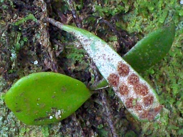 Pyrrosia rupestris (Rock Felt Fern) (alternate view 8)