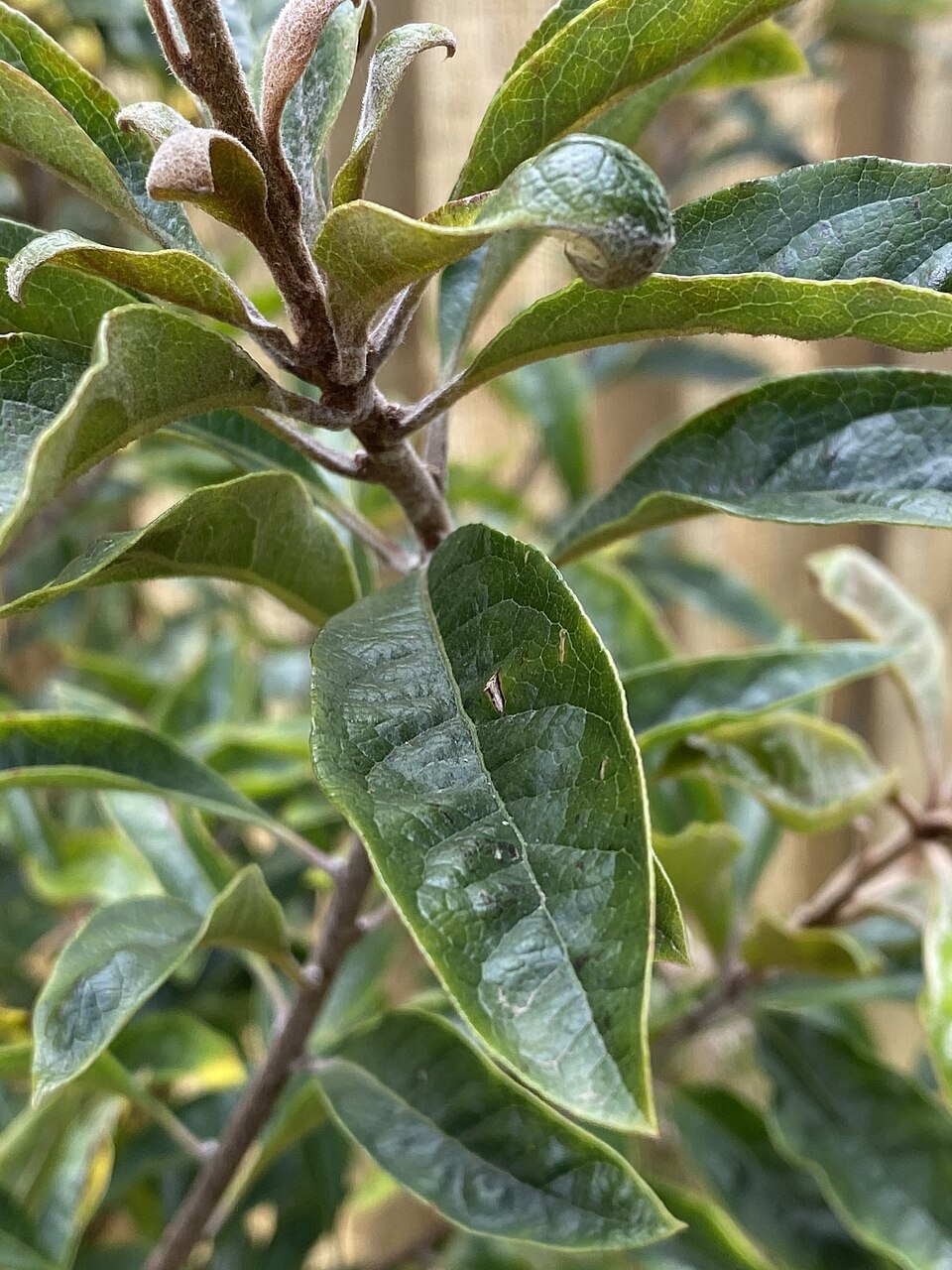 Pittosporum revolutum (Rough-fruited Pittosporum) (alternate view 2)