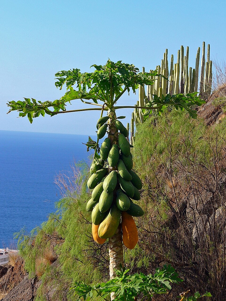 Carica papaya (Papaya) (alternate view 7)