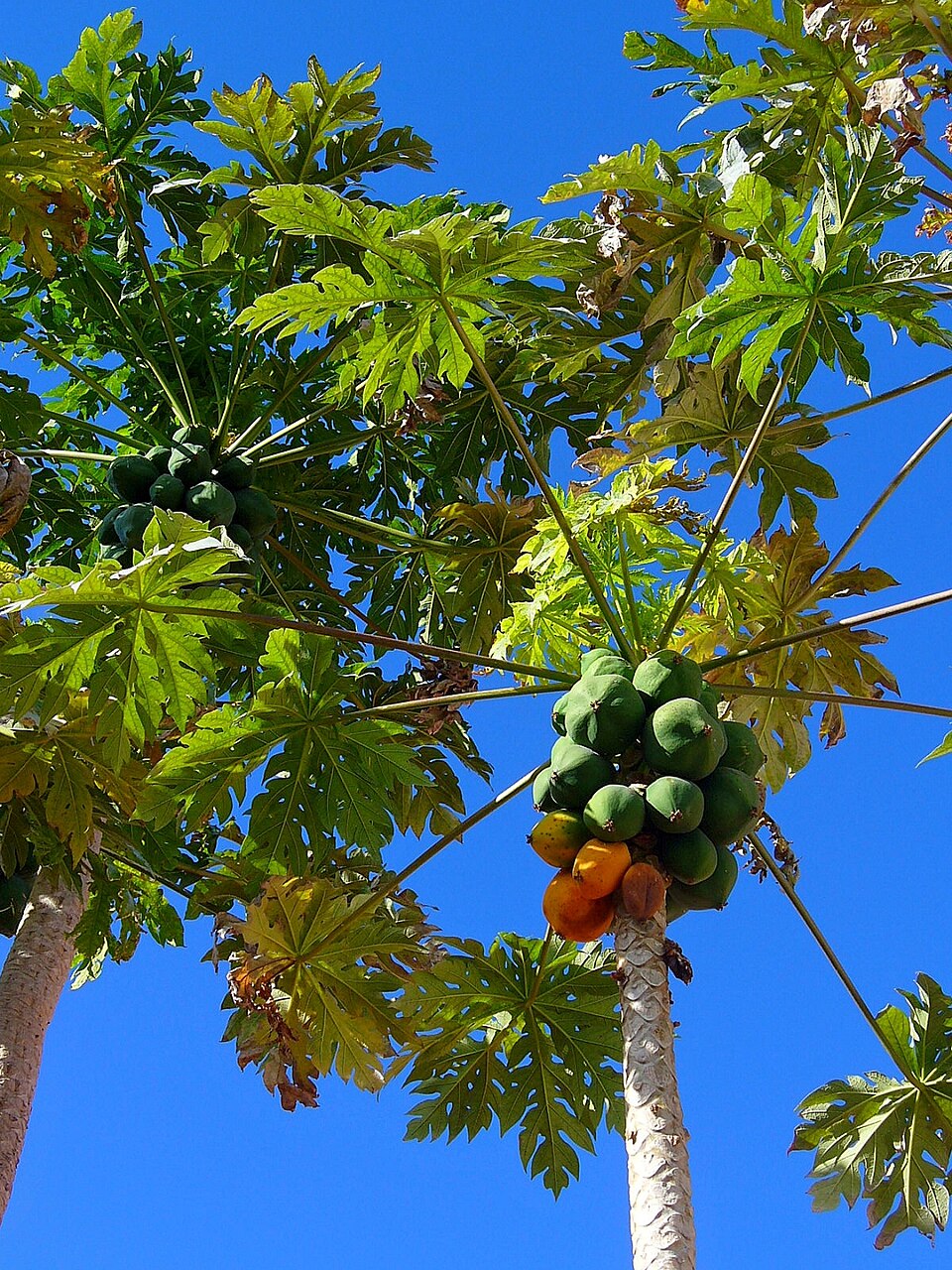 Carica papaya (Papaya) (alternate view 8)