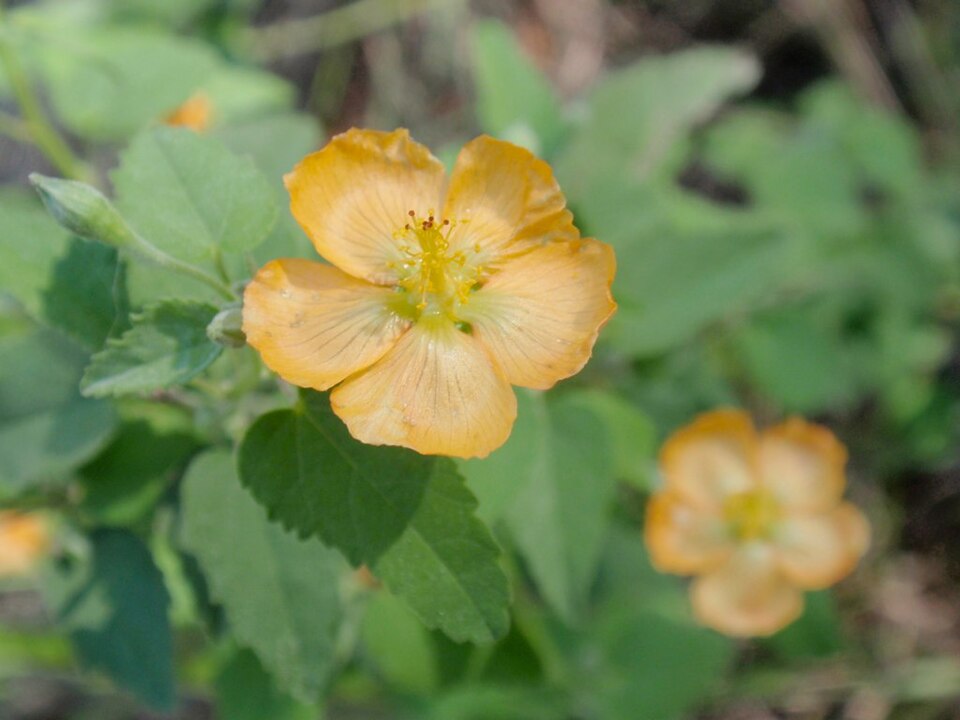 Abutilon fruticosum (sweet Indian Mallow) (alternate view 8)
