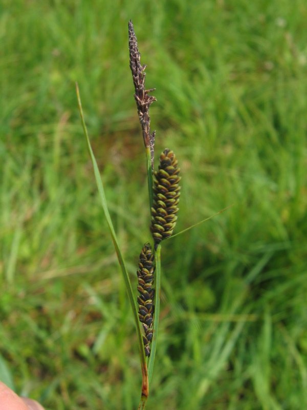 Carex nigra (smooth black sedge)