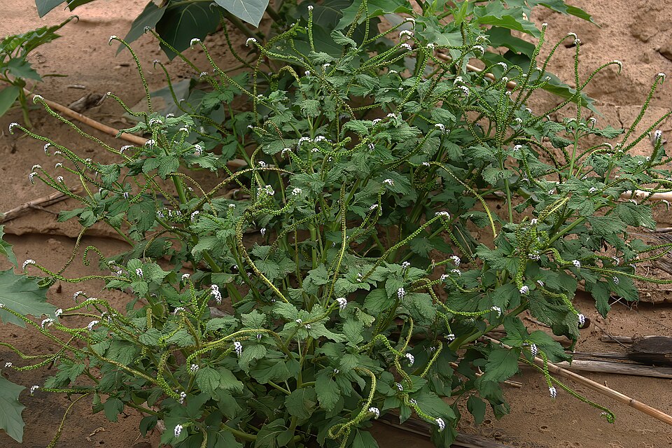 Heliotropium indicum (Indian Heliotrope) (alternate view 13)