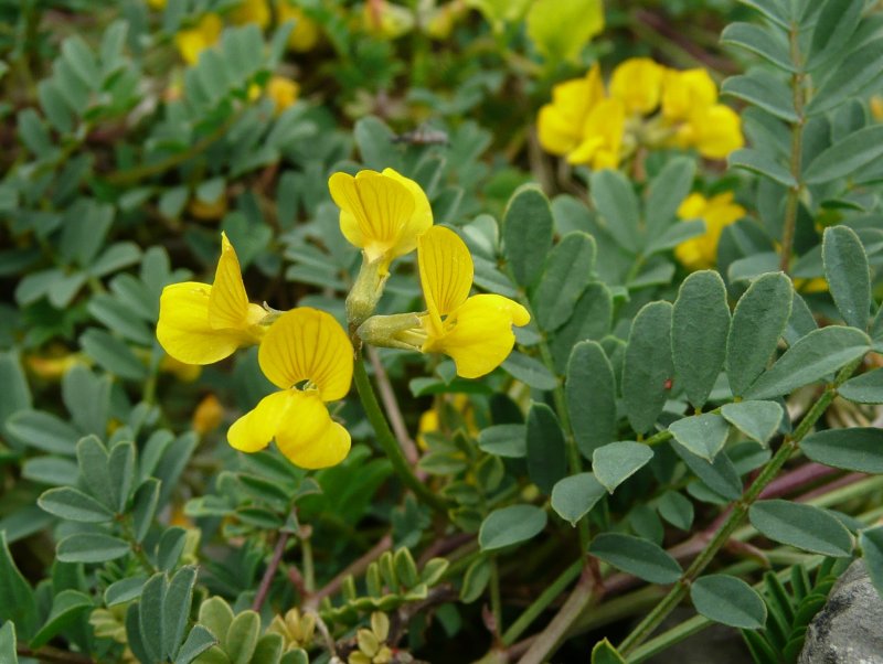 Hippocrepis comosa (horseshoe vetch)
