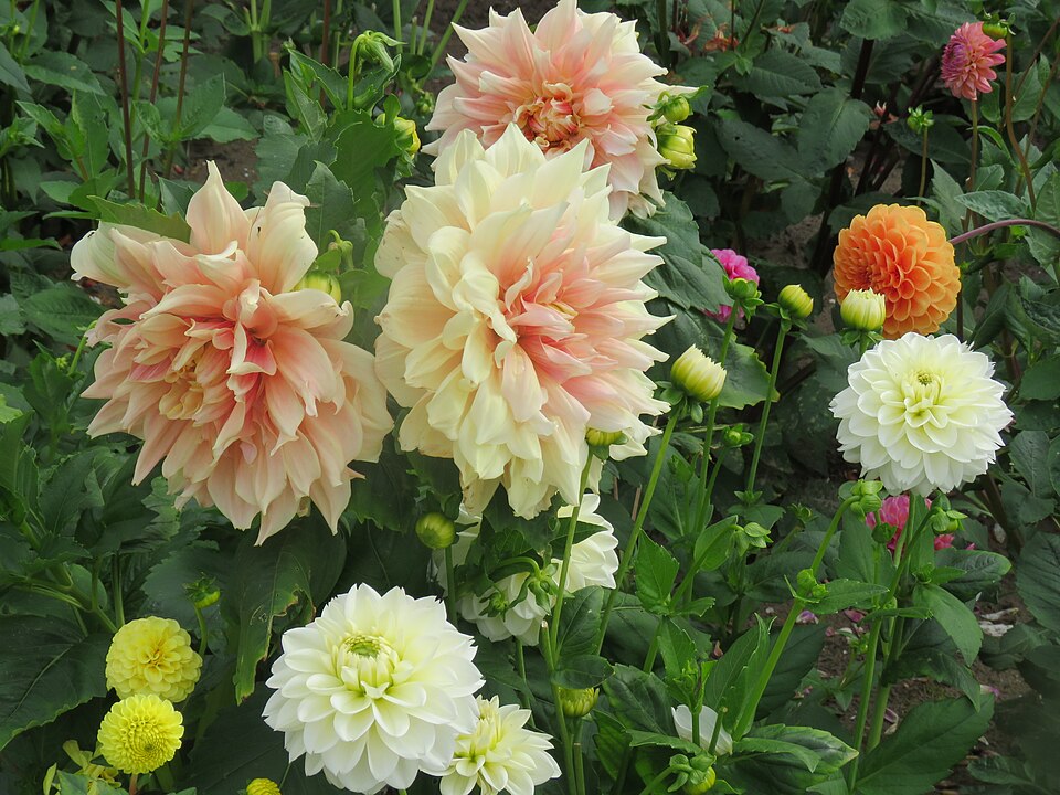 Dahlia 'Cafe au Lait' (Cafe au Lait Dahlia) (alternate view 5)