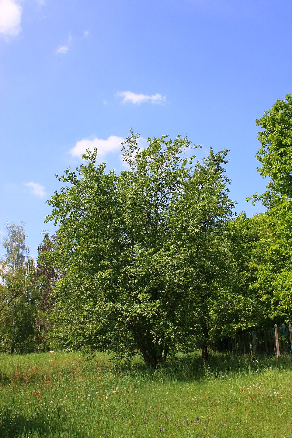 Alnus incana (Mountain Alder) (alternate view 11)