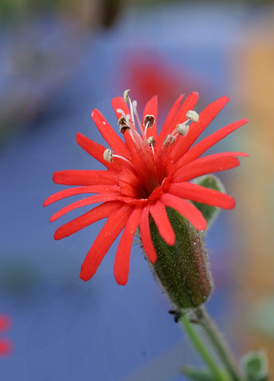 Silene laciniata (cardinal catchfly) (alternate view 7)