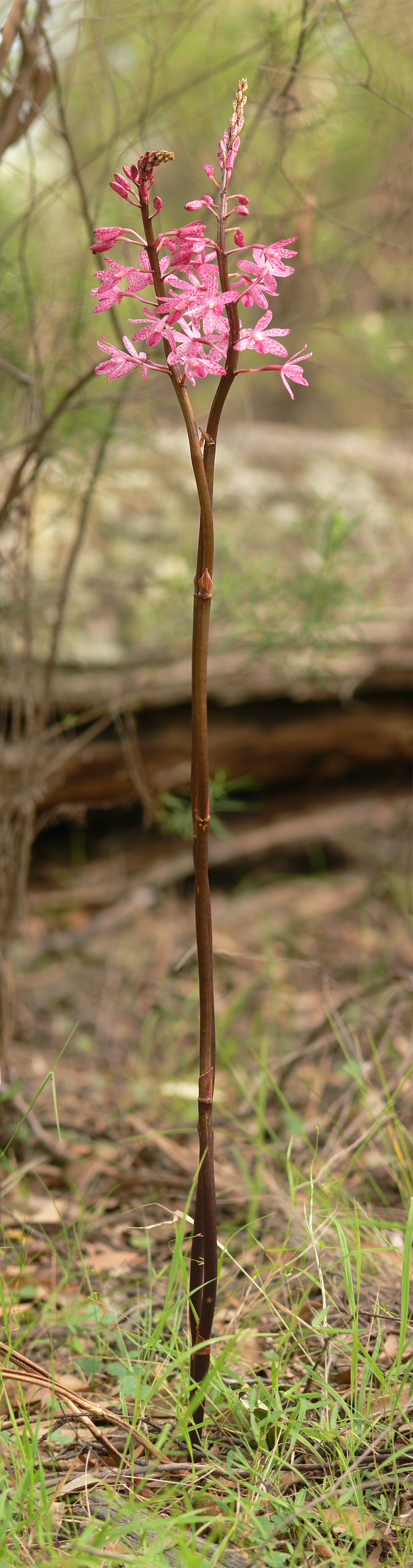 Dipodium punctatum (Blotched Hyacinth-Orchid) (alternate view 2)