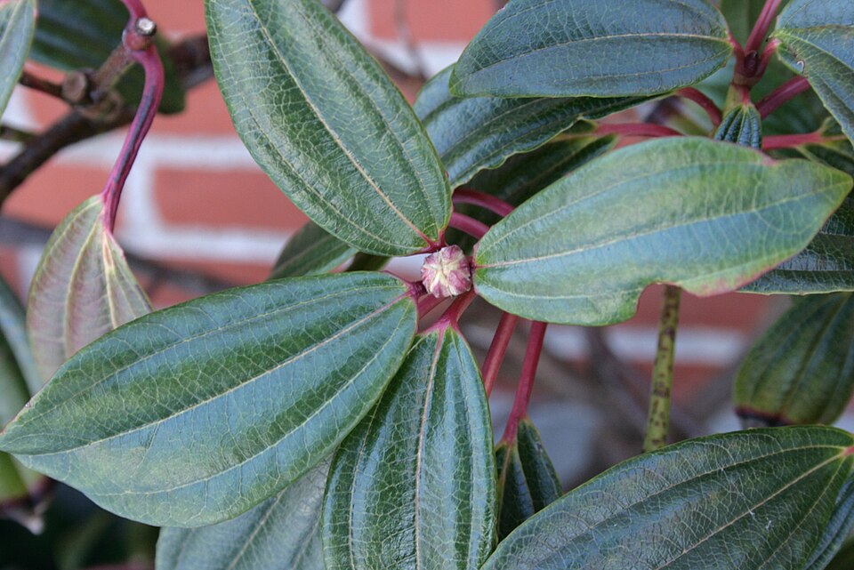 Viburnum davidii (David viburnum) (alternate view 8)