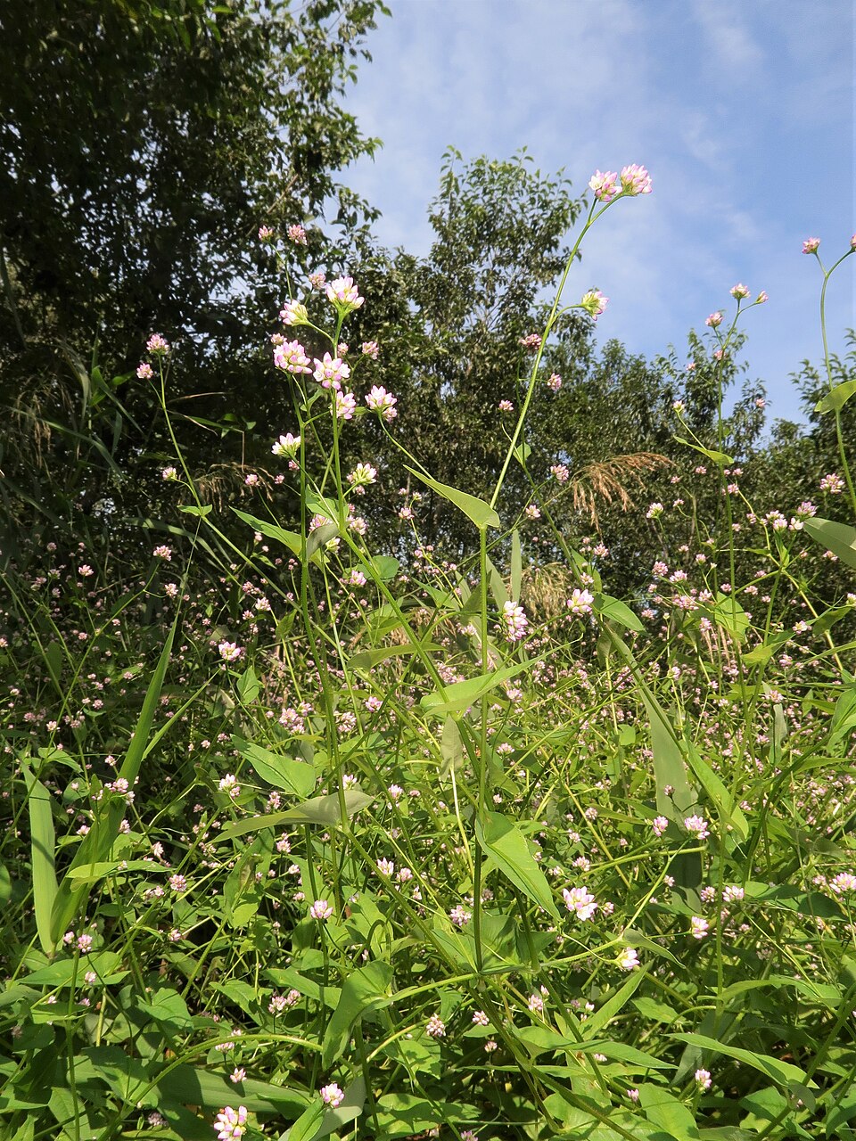 Persicaria sagittata (arrow-leaved tearthumb) (alternate view 9)