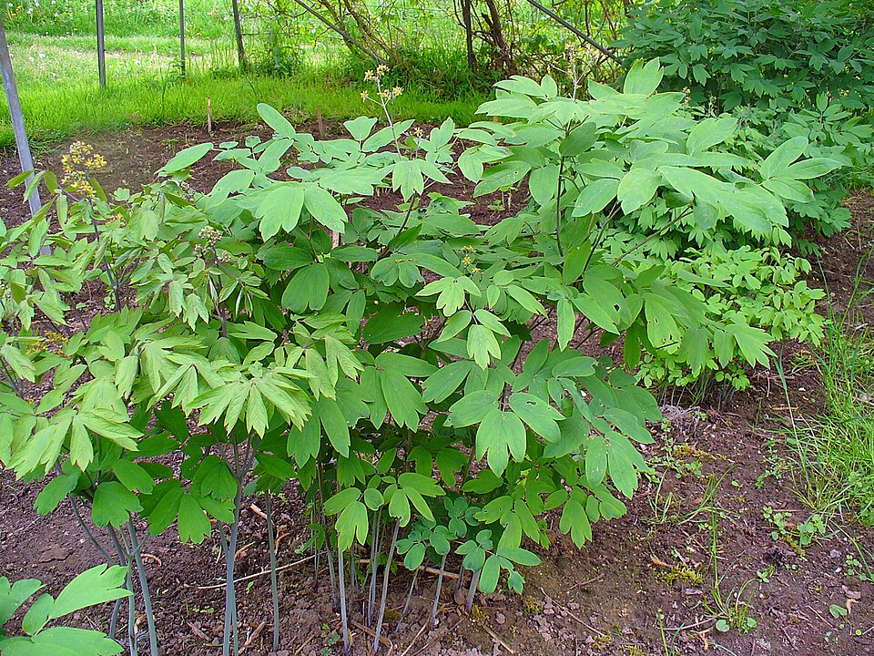 Caulophyllum thalictroides (Blue Cohosh) (alternate view 6)