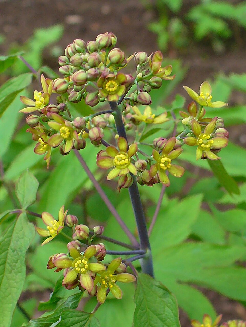 Caulophyllum thalictroides (Blue Cohosh) (alternate view 7)