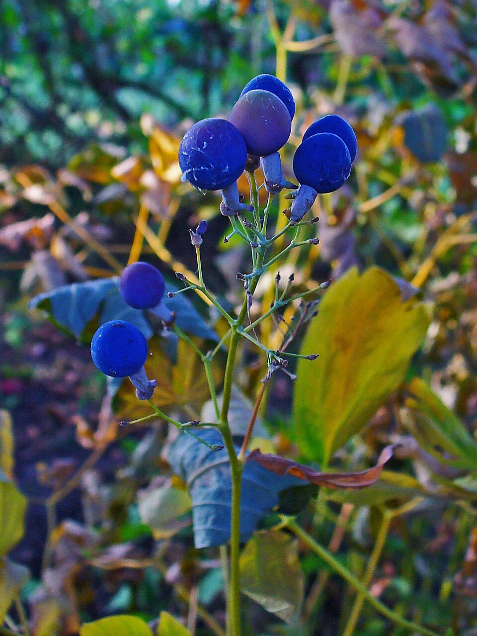 Caulophyllum thalictroides (Blue Cohosh) (alternate view 8)