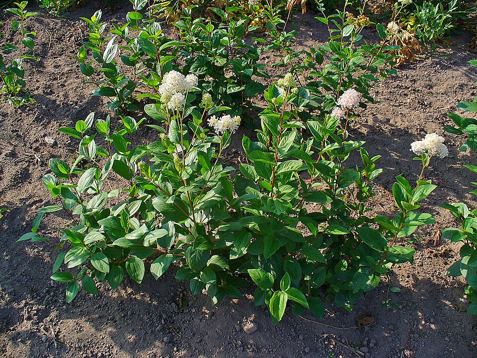 Ceanothus americanus (New Jersey tea) (alternate view 9)