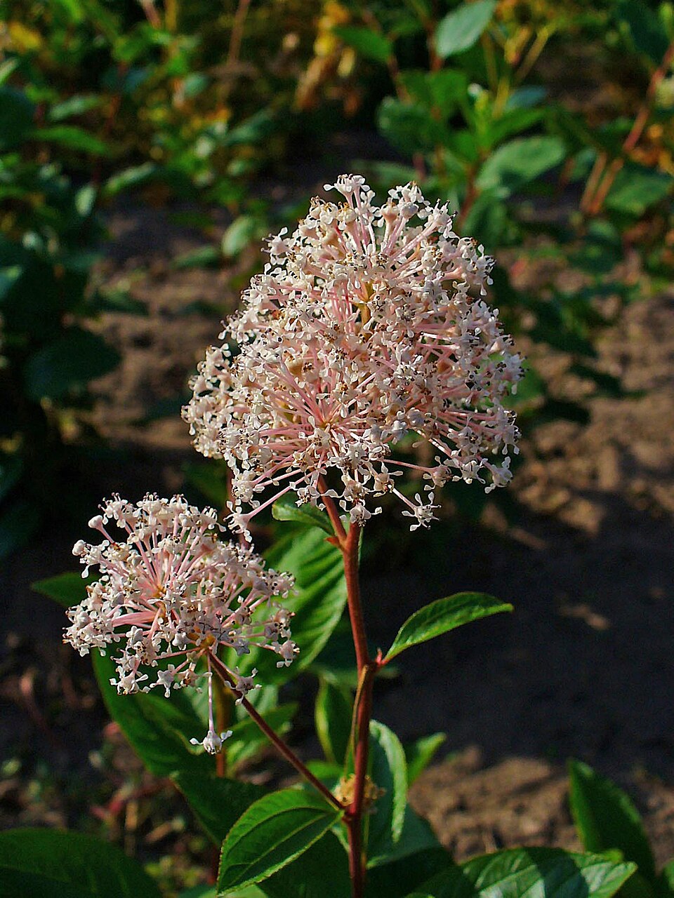 Ceanothus americanus (New Jersey tea) (alternate view 10)