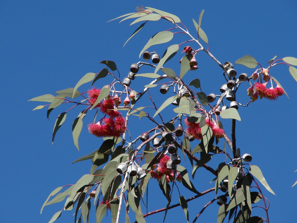 Eucalyptus caesia, Silver princess — spreading evergreen (Myrtaceae) (image 2 of 10)