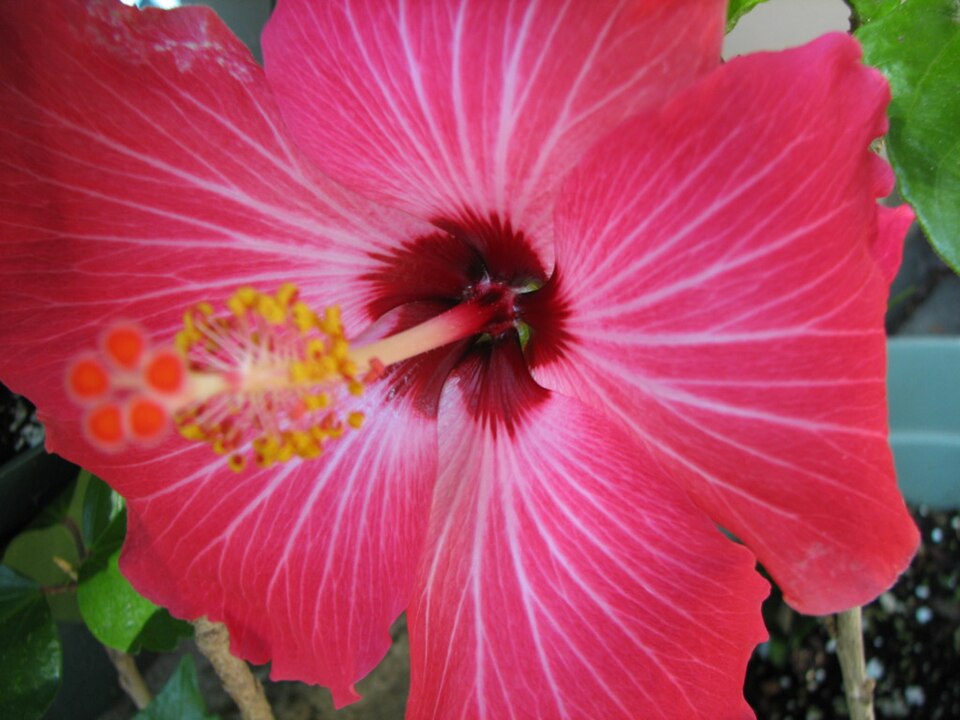 Hibiscus rosa-sinensis 'Painted Lady' (Painted Lady Hibiscus Bush) (alternate view 2)