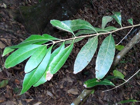 Notelaea longifolia (Large Mock-olive) (alternate view 7)