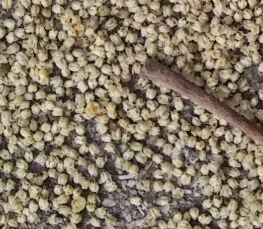 Morus (Mulberries) (alternate view 4)