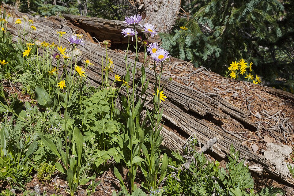 Erigeron glacialis (Subalpine Fleabane) (alternate view 10)