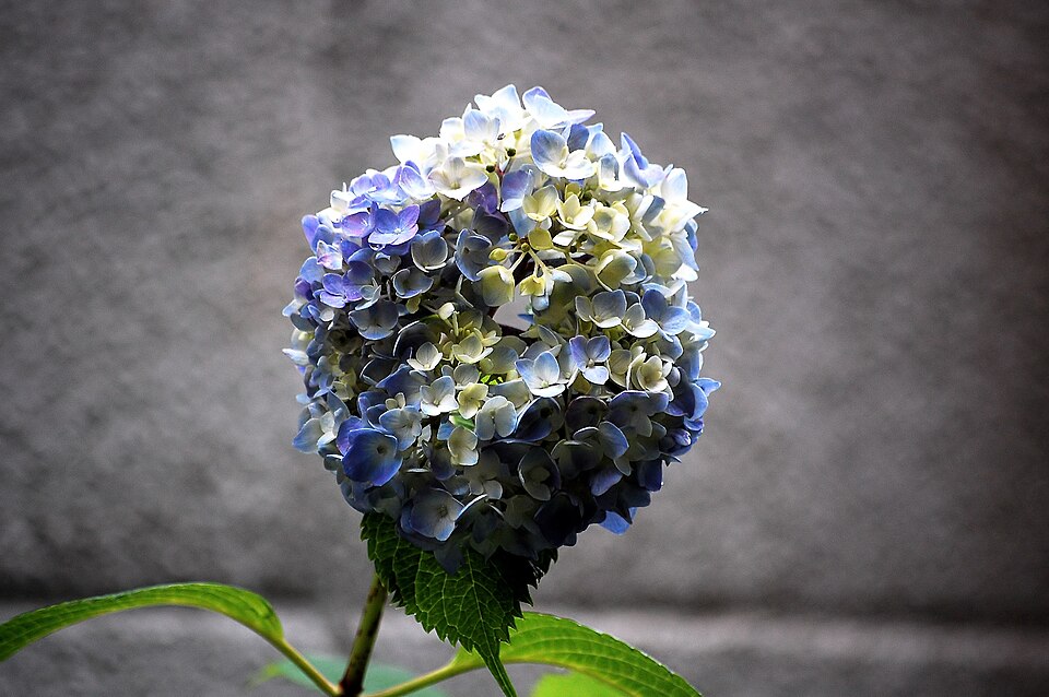 Hydrangea macrophylla (bigleaf hydrangea) (alternate view 9)