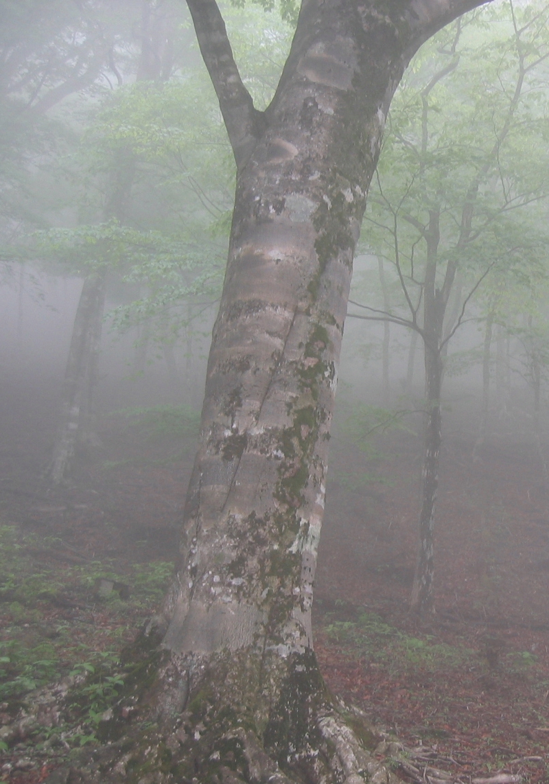 Fagus crenata, Japanese beech — upright deciduous (Fagaceae) (image 1 of 10)
