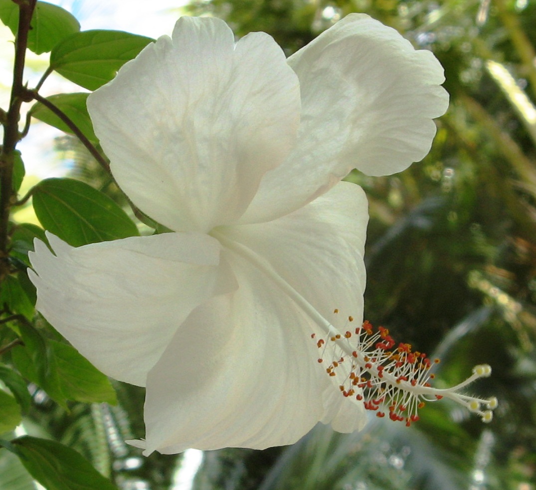 Hibiscus arnottianus, Hawaiian white hibiscus — upright evergreen (Malvaceae) (image 10 of 10)