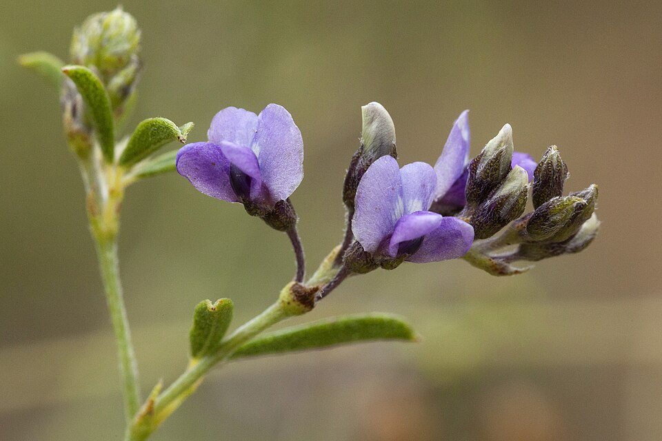 Pediomelum tenuiflorum (Slimflower Scurfpea) (alternate view 9)