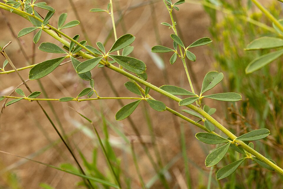 Pediomelum tenuiflorum (Slimflower Scurfpea) (alternate view 10)