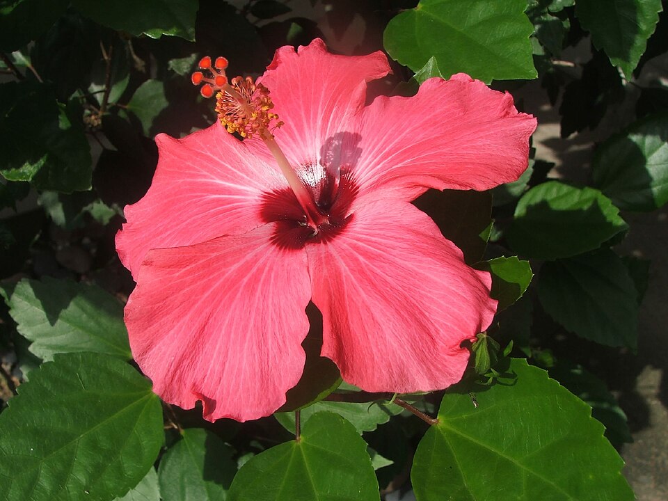 Hibiscus rosa-sinensis 'Painted Lady' (Painted Lady Hibiscus Bush) (alternate view 3)
