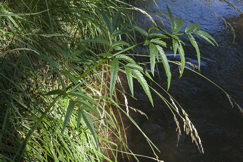 Cicuta maculata (water hemlock) (alternate view 2)