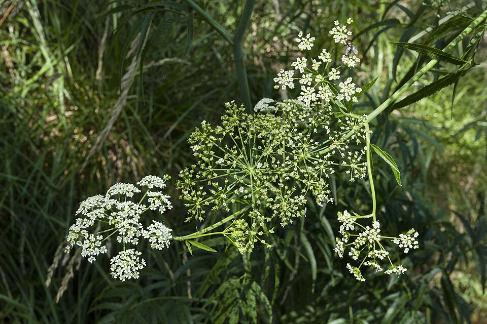 Cicuta maculata (water hemlock) (alternate view 3)