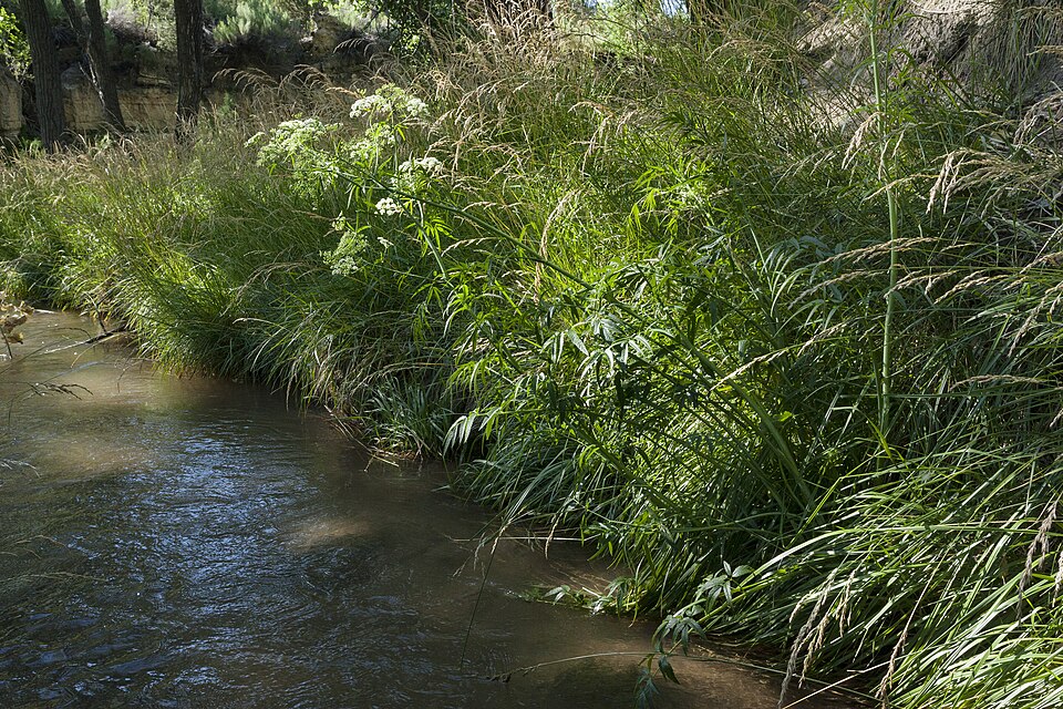 Cicuta maculata (water hemlock) (alternate view 4)