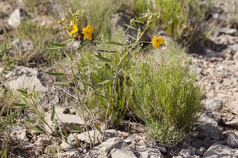 Senna roemeriana (Two-leaved Senna) (alternate view 6)