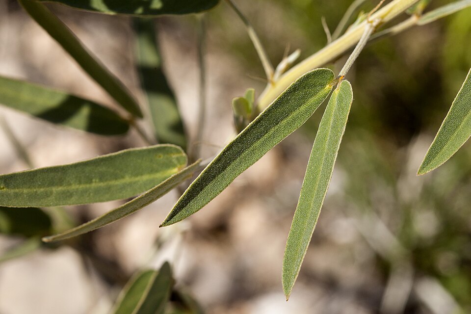 Senna roemeriana (Two-leaved Senna) (alternate view 7)
