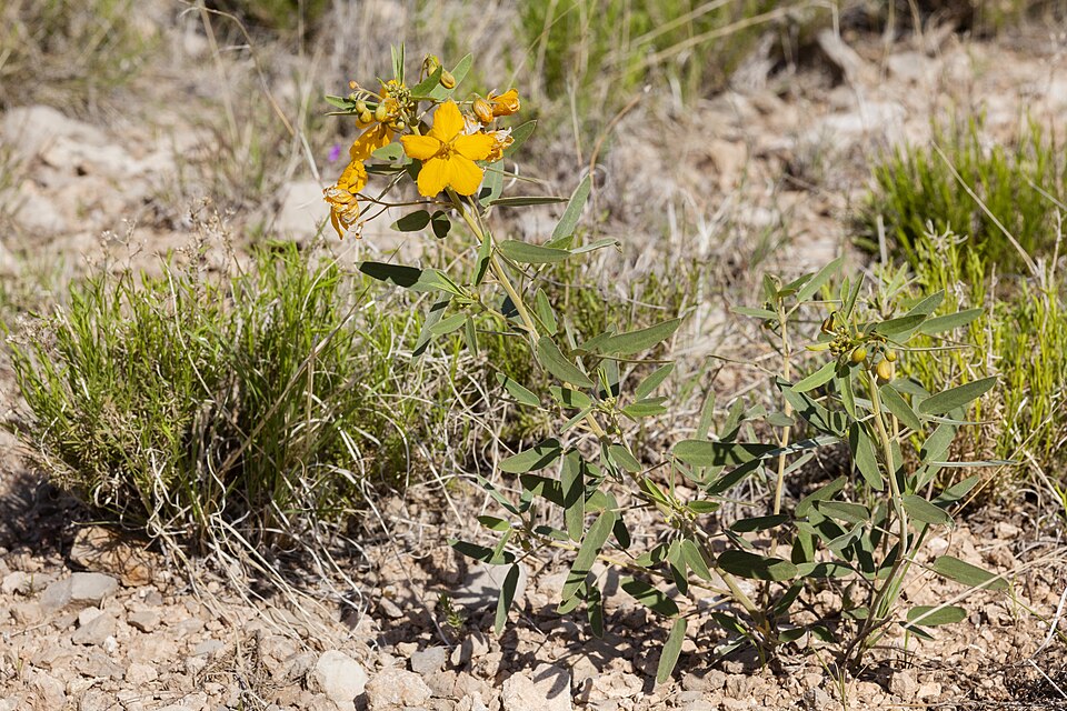 Senna roemeriana (Two-leaved Senna) (alternate view 8)