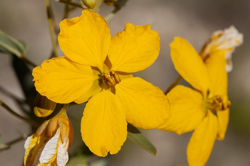 Senna roemeriana (Two-leaved Senna) (alternate view 9)