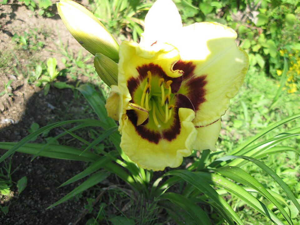 Hemerocallis 'El Desperado' (El Desperado Daylily) (alternate view 2)